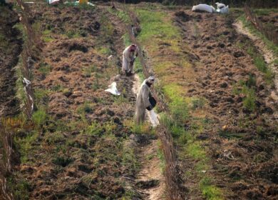 Россия планирует поставить удобрения в Нигерию и Кению