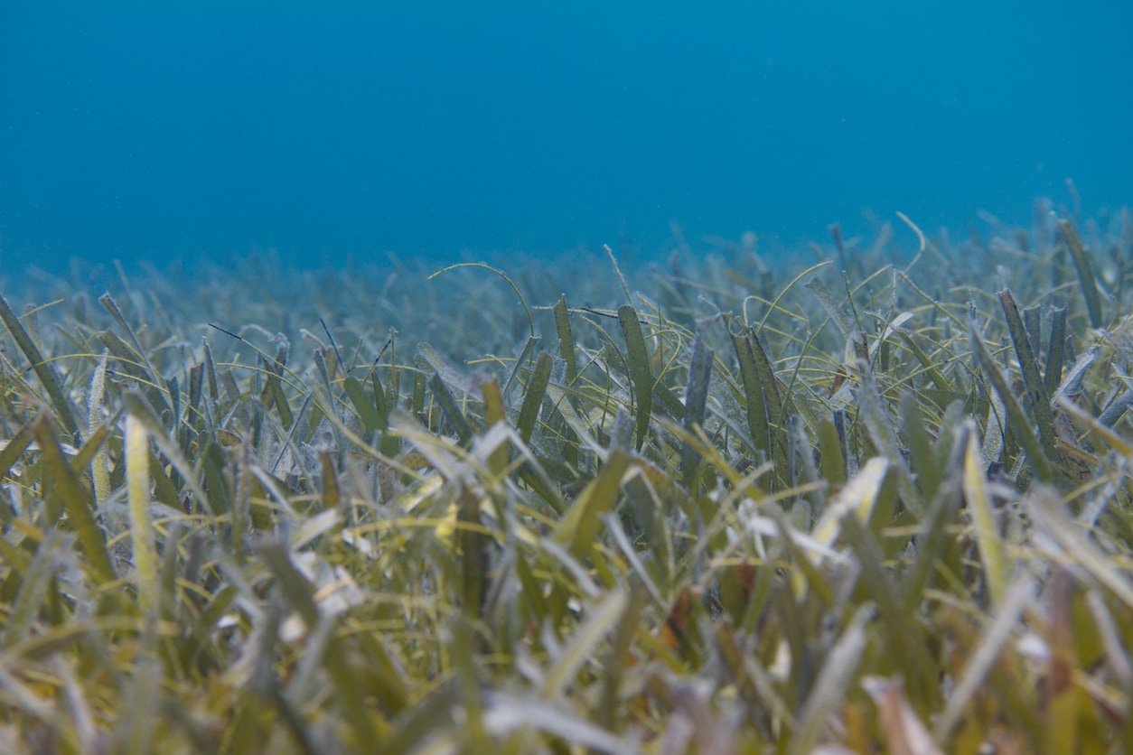 Куба начнет производить собственные биоудобрения — Fertilizer Daily