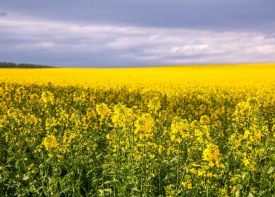 Австралия сбирается пересмотреть ПДК галоксифопа