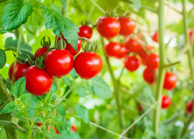 «ЭКО-культура» поставляет продукцию в ОАЭ
