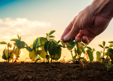 В Бразилии одобрили устойчивую к двум гербицидам ГМО сою