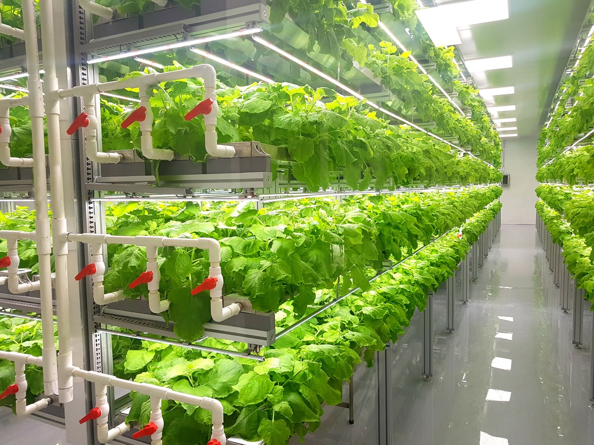 Healthy Garden и Naretrends Inc. подписали меморандум о сотрудничестве