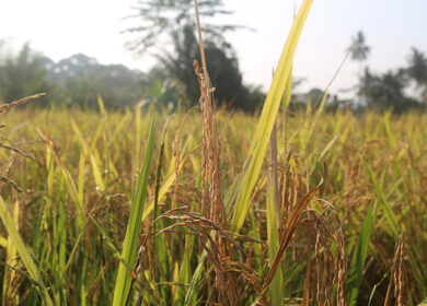 Bukit Asam помогает индийским фермерам