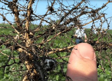 Компания Indigo Ag представила новый бионематицид