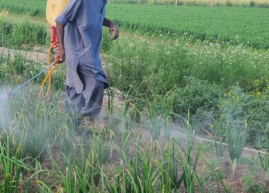 В Пакистане возник дефицит минеральных удобрений