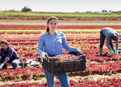 Фермеры США могут повысить рентабельность инвестиций