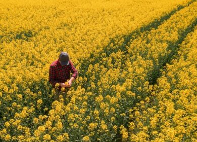С 1 сентября 2023 года вводится запрет на экспорт рапса