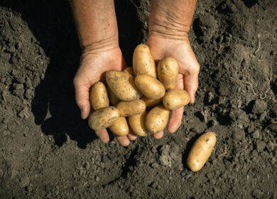 Картофель любит удобрения, богатые Ca, Mag и Zn