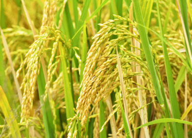 Китайские ученые создали новый гербицид для защиты риса