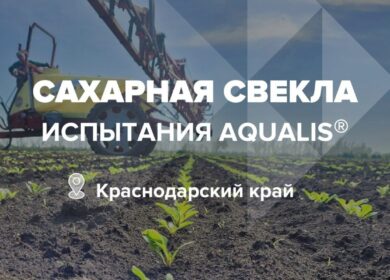 Агрокейс «ЕвроХим»: удобрение «Aqualis» на сахарной свекле в Усть-Лабинском районе