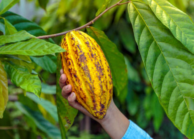 Cargill и Nestlé хотят использовать какавеллу в сельском хозяйстве