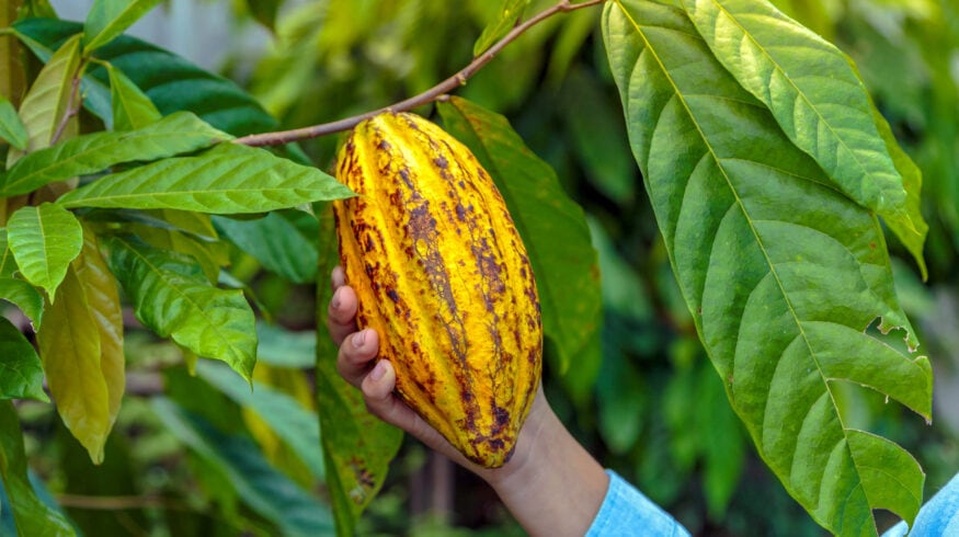 Cargill и Nestlé хотят использовать какавеллу в сельском хозяйстве