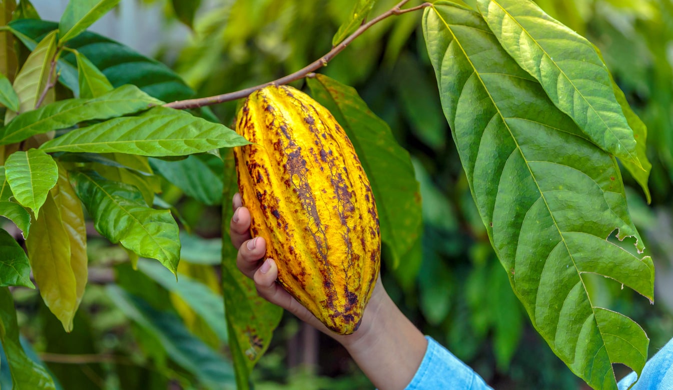 Cargill и Nestlé хотят использовать какавеллу в сельском хозяйстве