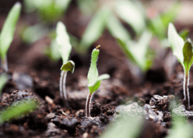 Syngenta открыла центр биологических препаратов для обработки семян