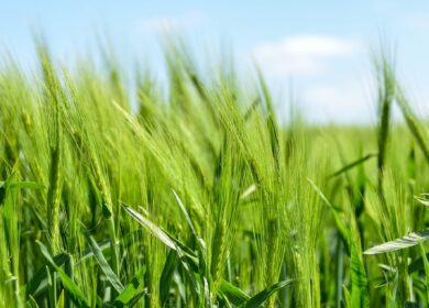 Тамбовская область – лидер закупок минудобрений в 2023 году