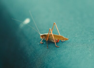 Канадские студенты экспериментируют с блюдами из насекомых