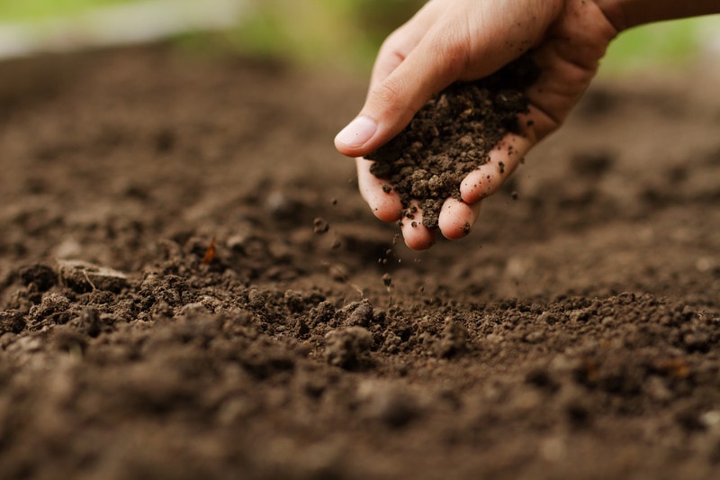 Syngenta присоединилась к Альянсу по исследованию фитобиомов
