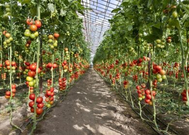 В январе в России увеличили на 11% производство тепличных овощей
