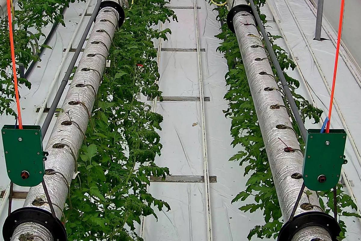 Biomic Agritech решил выращивать огурцы и томаты в перевернутом виде