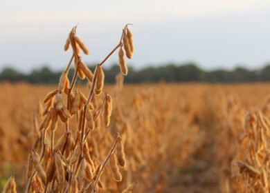 В штате Огайо проверили влияние азотных удобрений на урожайность сои