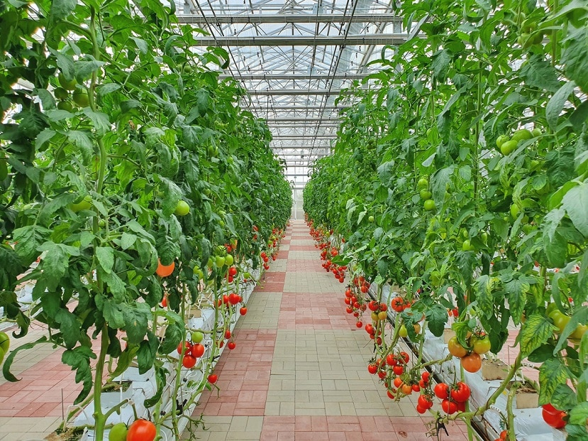 Производство тепличных овощей возросло на 2,3%