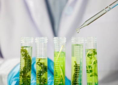 Lavie Bio и Ceres Global Ag Corp. объявили о сотрудничестве