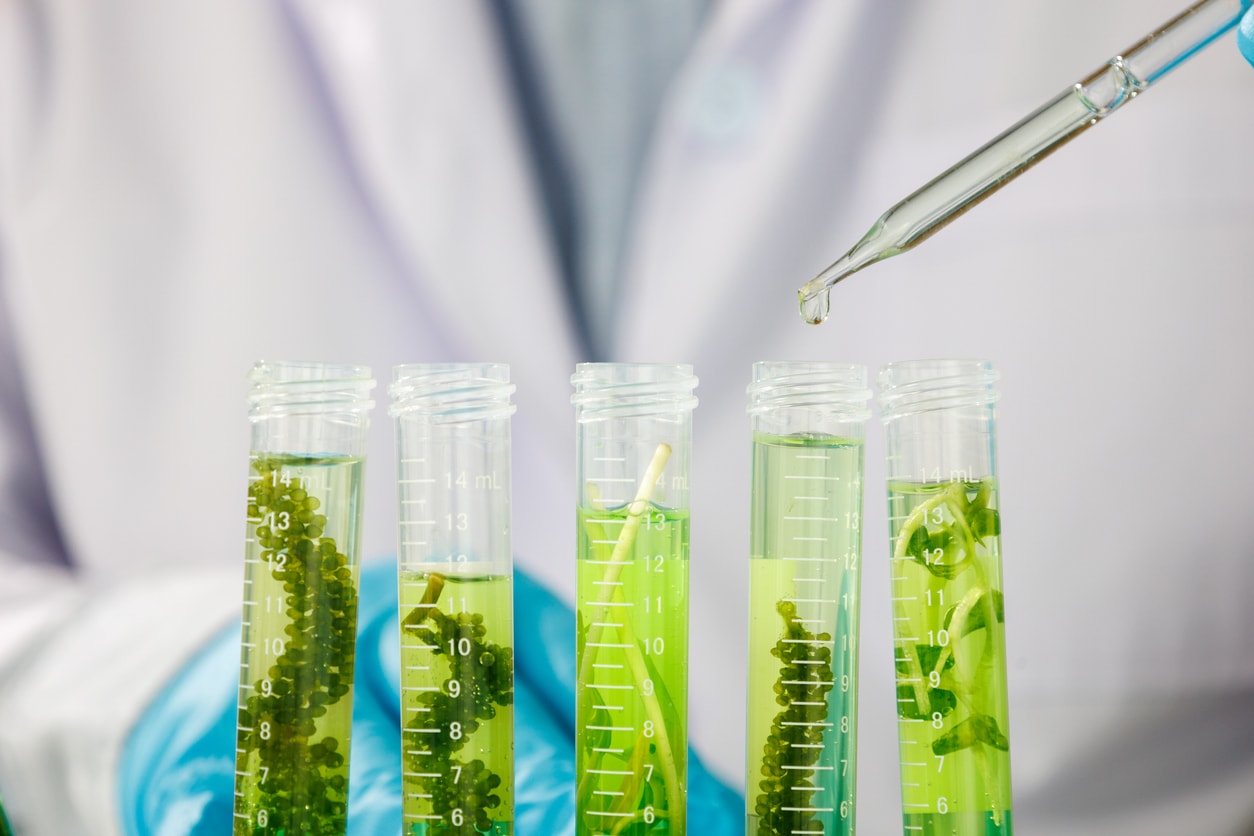 Lavie Bio и Ceres Global Ag Corp. объявили о сотрудничестве
