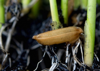 Выбираем семена для рассады