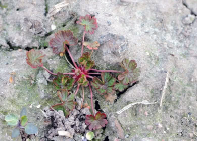 Moa и Nufarm работают над инновационным гербицидным решением