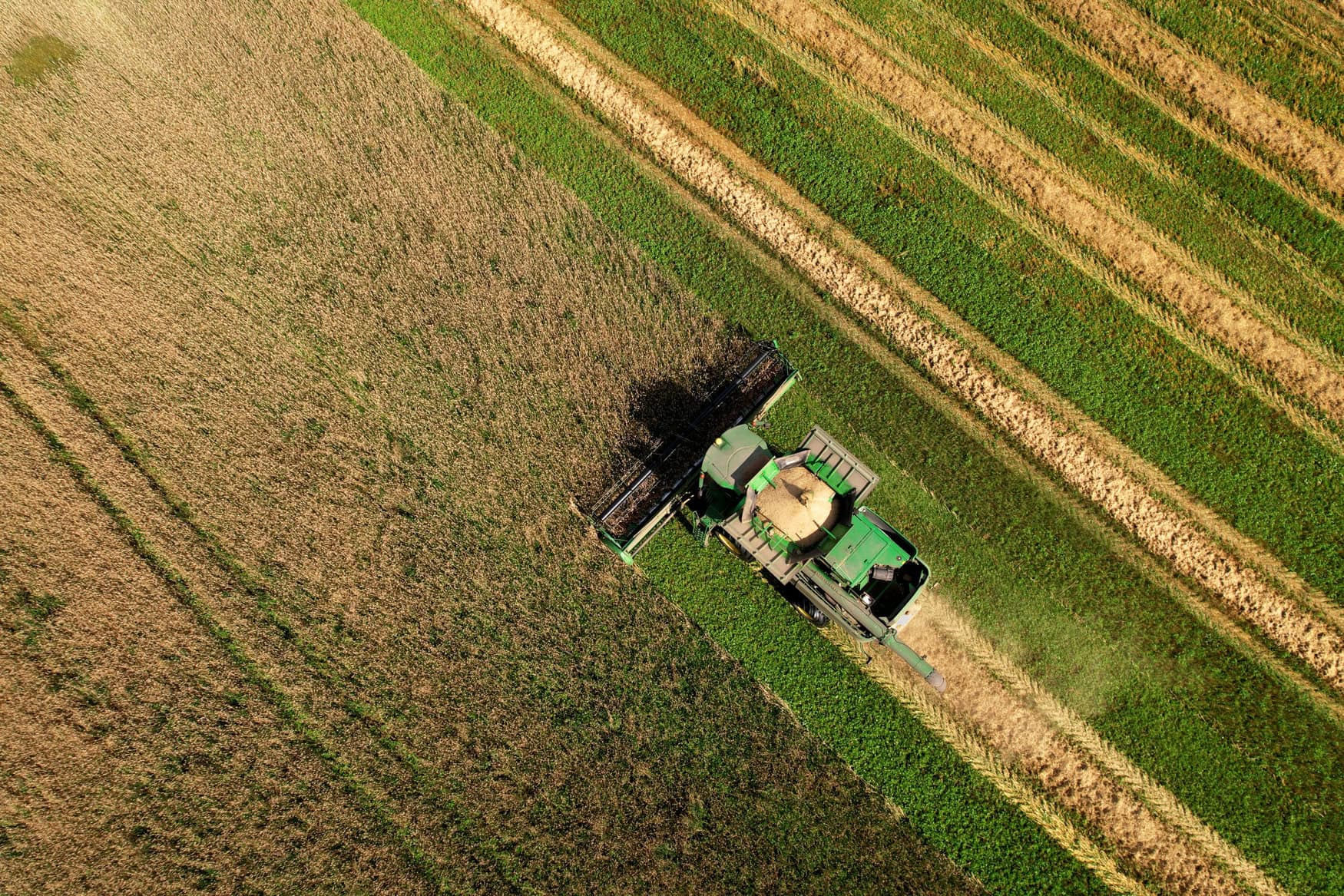 John Deere combine harvester working in wheat field. Harvest season. Winter barley yields. Grain harvesting in farmers country. Russia, Smolensk region, August 23, 2021