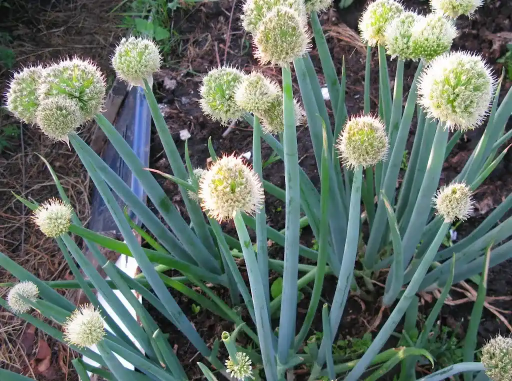 Лук-батун: выращивание, уход, размножение