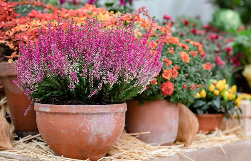 Вереск – посадка, уход, размножение