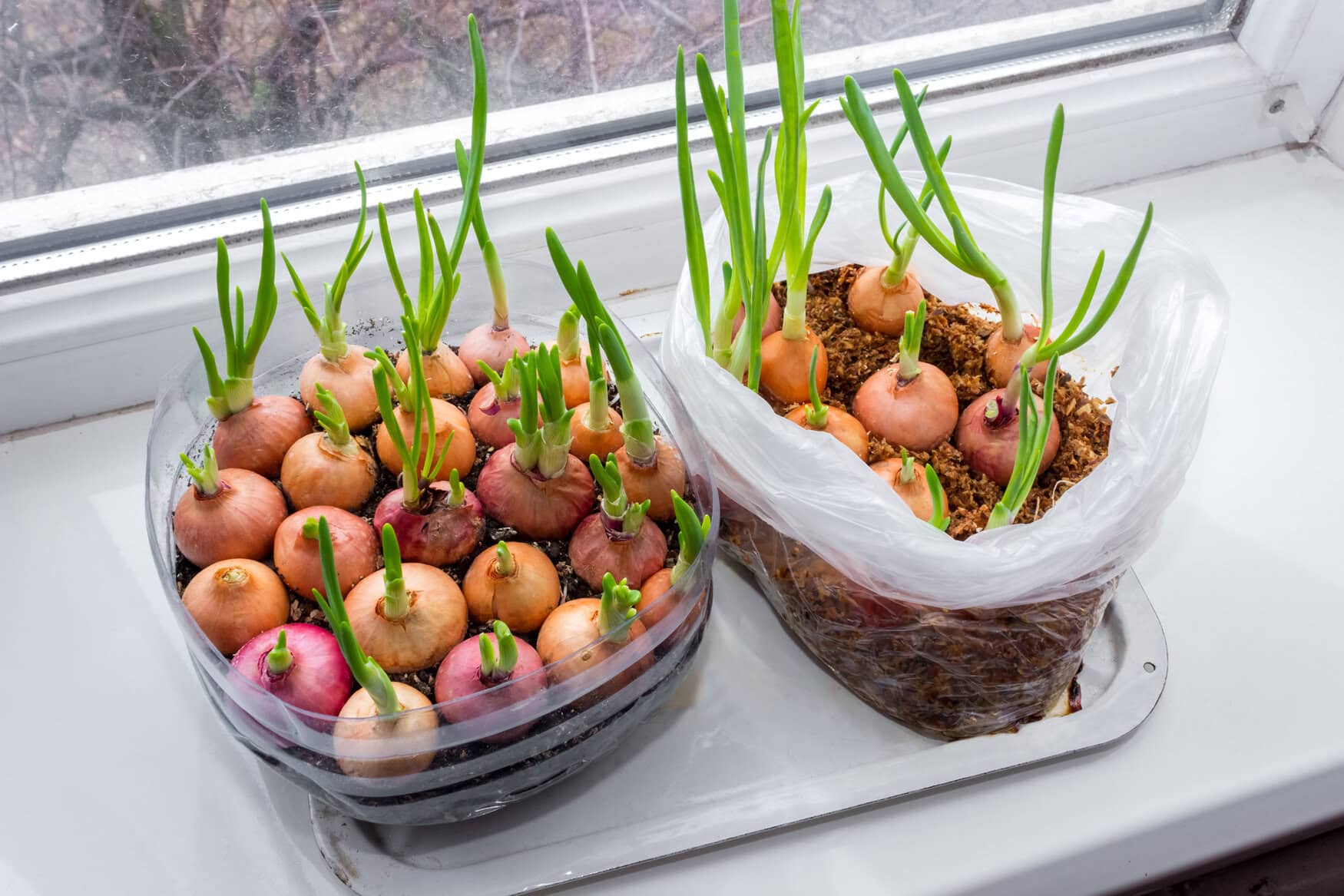 Growing fresh green onions by the window in a plastic bottle and plastic bag.