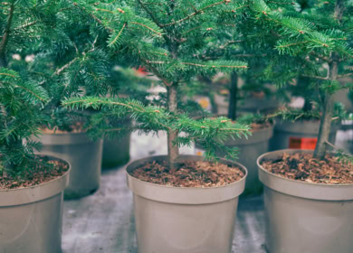Декоративная елка в горшке: особенности выращивания, выбор, пересадка