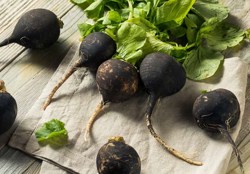 Выращивание черной редьки: посев и уход в открытом грунте