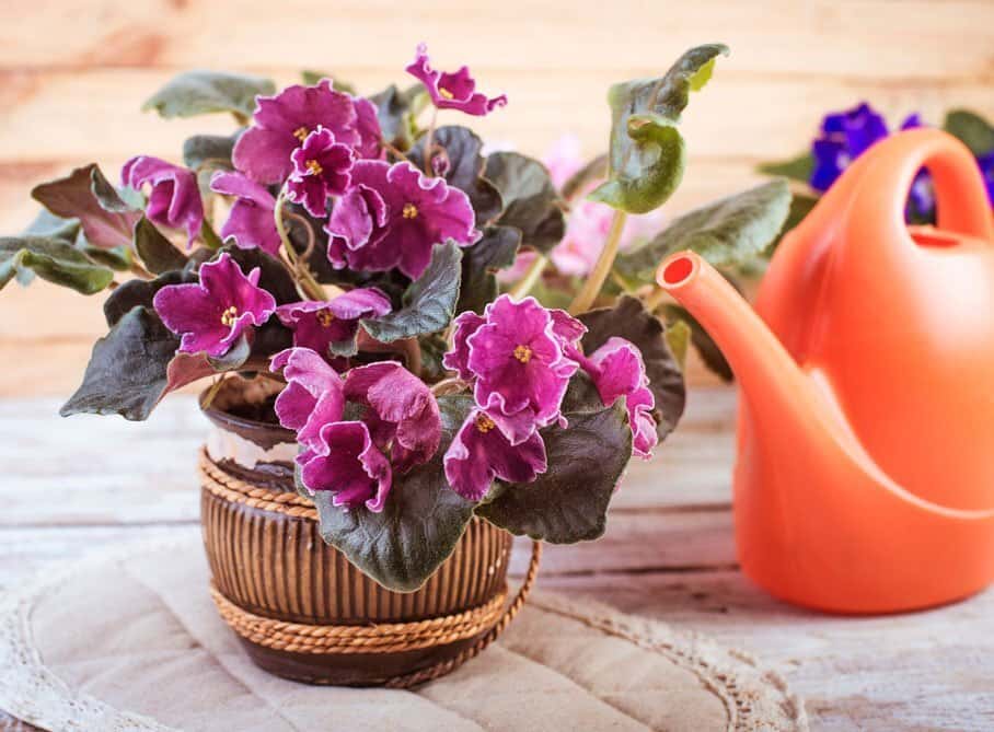 Удобрения для фиалок: как и чем подкормить