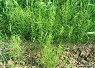 Как избавиться от хвоща на огороде