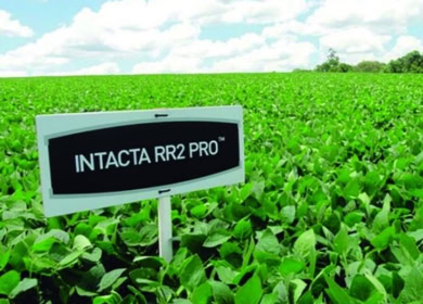 Бразильский суд приостановил сбор роялти компанией Bayer