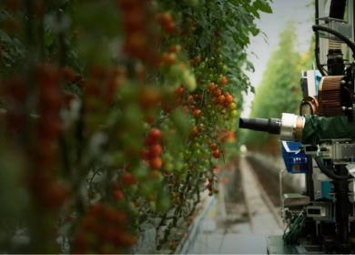 Роботы Four Growers помогают справиться с нехваткой рабочей силы в теплицах