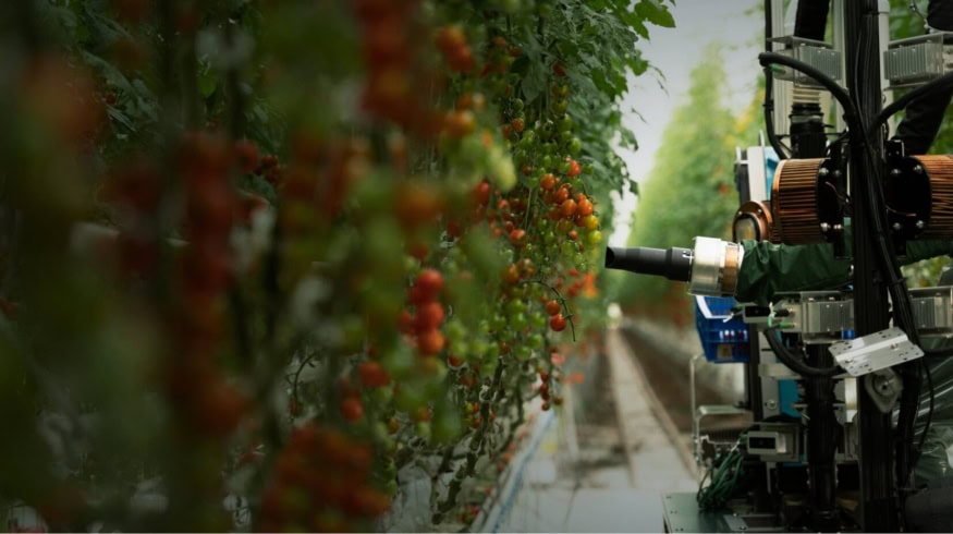 Роботы Four Growers помогают справиться с нехваткой рабочей силы в теплицах