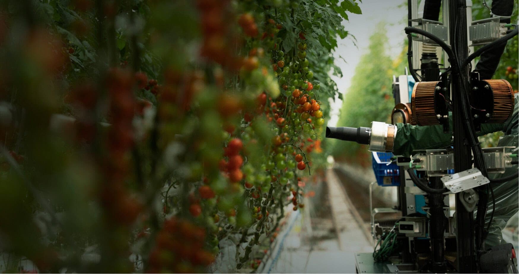 Роботы Four Growers помогают справиться с нехваткой рабочей силы в теплицах