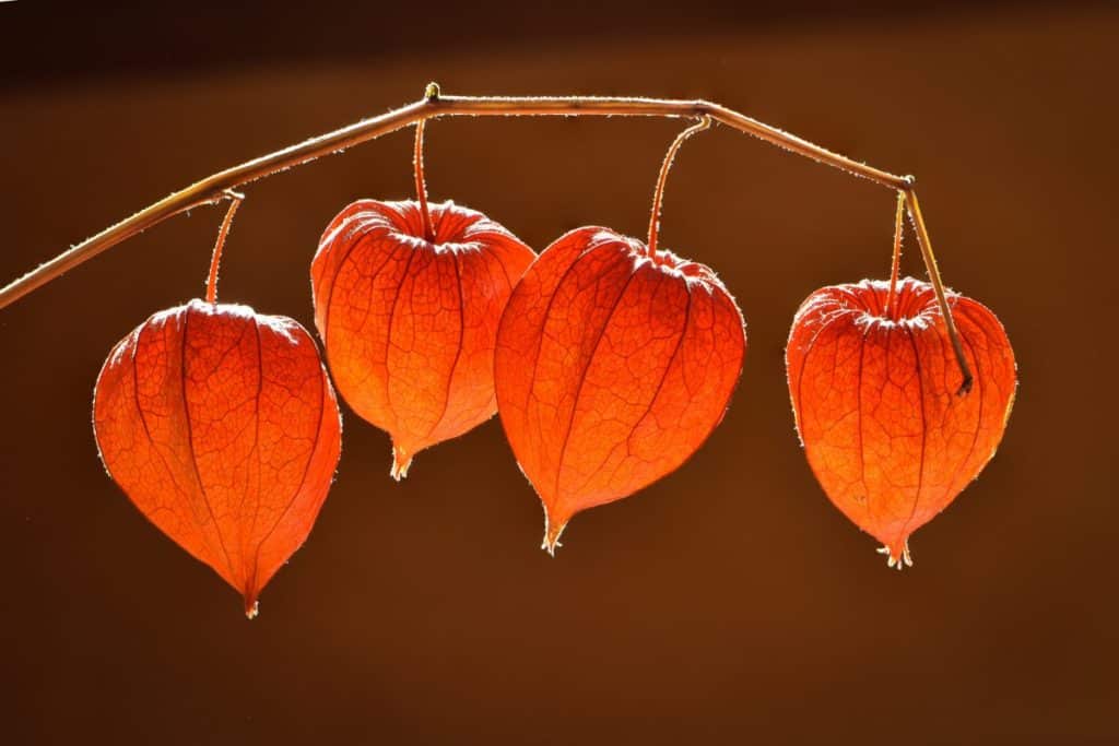 Как вырастить физалис: лучшие сорта, посадка и уход