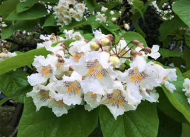 Катальпа: как вырастить эффектное дерево в саду