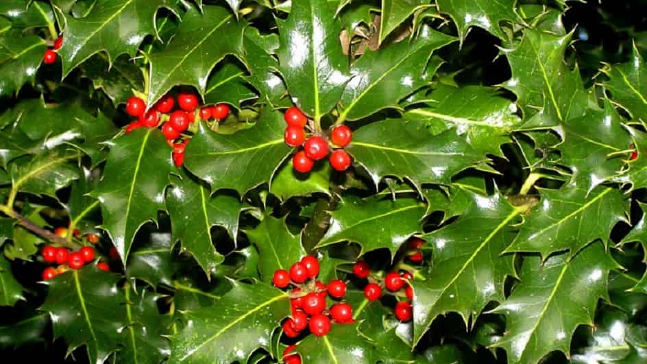 Падуб остролистный – описание, посадка и уход