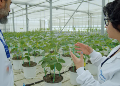 Syngenta укрепляет лидерство в производстве сельскохозяйственных биопрепаратов