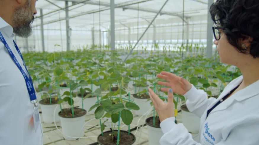 Syngenta укрепляет лидерство в производстве сельскохозяйственных биопрепаратов