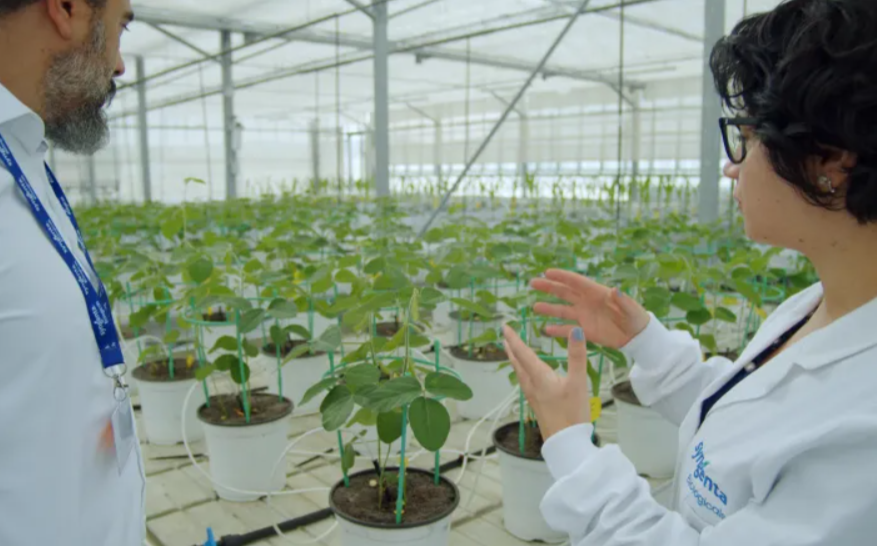 Syngenta укрепляет лидерство в производстве сельскохозяйственных биопрепаратов
