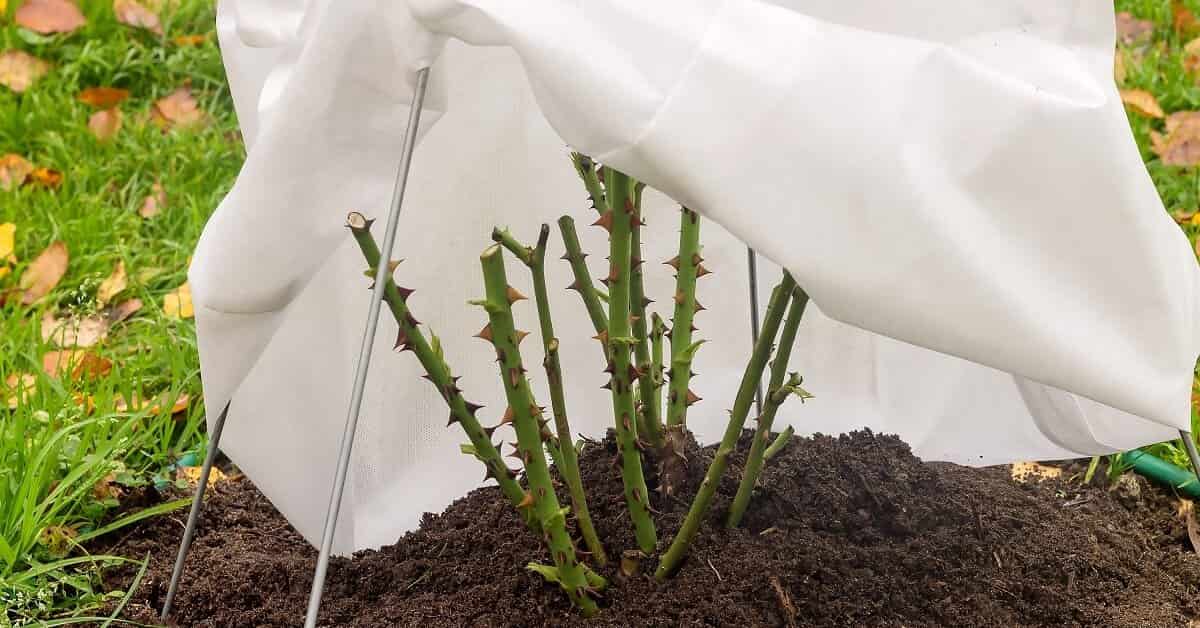 Как укрыть розы на зиму: главные ошибки и лучшие способы