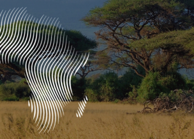 В 2024 году агроэкспорт из РФ в Африку превысил 7 млрд долларов США