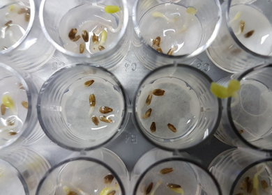 Ученые из Бразилии и США обнаружили в Антарктиде грибок с потенциалом биопестицида